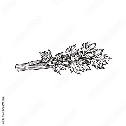 black and white silhouette of celery leaf vector on white background