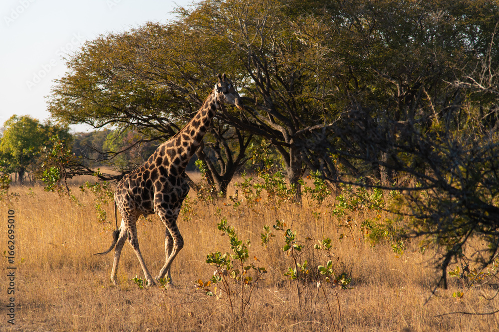 Fototapeta premium giraffe at Chaminuka Park in Zambia, Africa