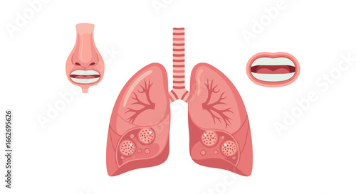 Lung health illustration showing breathing passages and mouth for medical or educational use