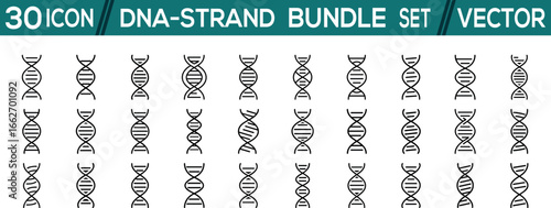 DNA-strand bundle vector icon