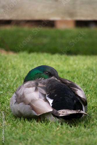 duck in the grass