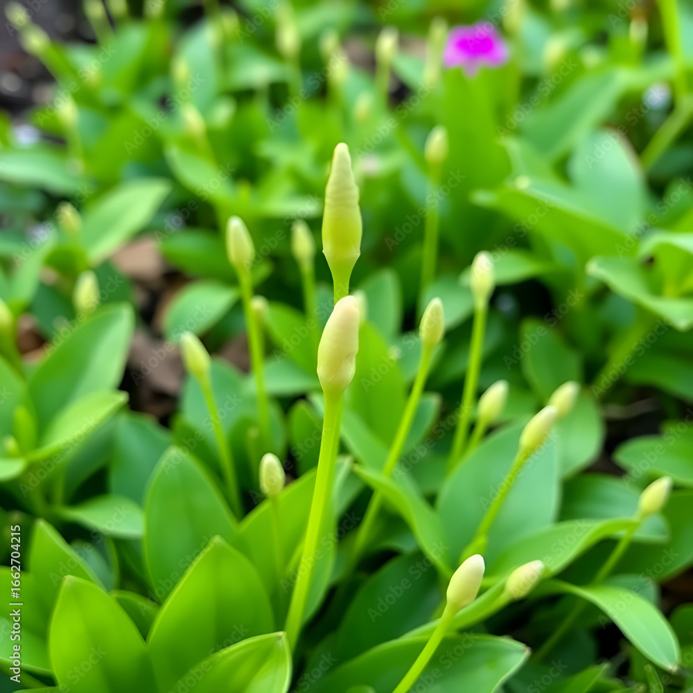Obraz premium Fresh shoots sprout from lush green foliage, heralding the start of the growing season and the garden's vibrant charm.