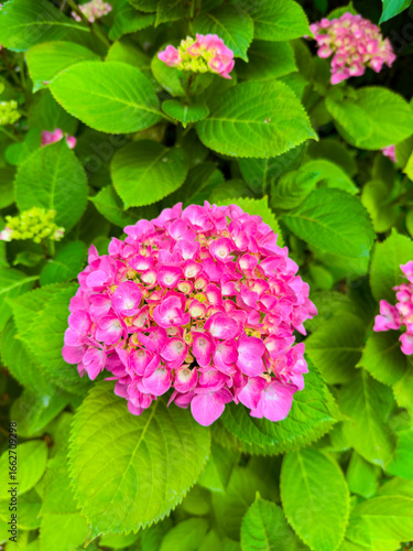 A Vibrant Pink Hydrangea Bloom Nestled Among Lush Green Foliage in a Beautiful Garden Setting, Creating a Stunning Botanical Display Filled with Natures Colorful Beauty and Fresh Flora