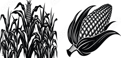 Monochrome Corn Illustrations, A pair of black and white illustrations featuring corn, with one showing a field of corn stalks and the other a detailed ear of corn.