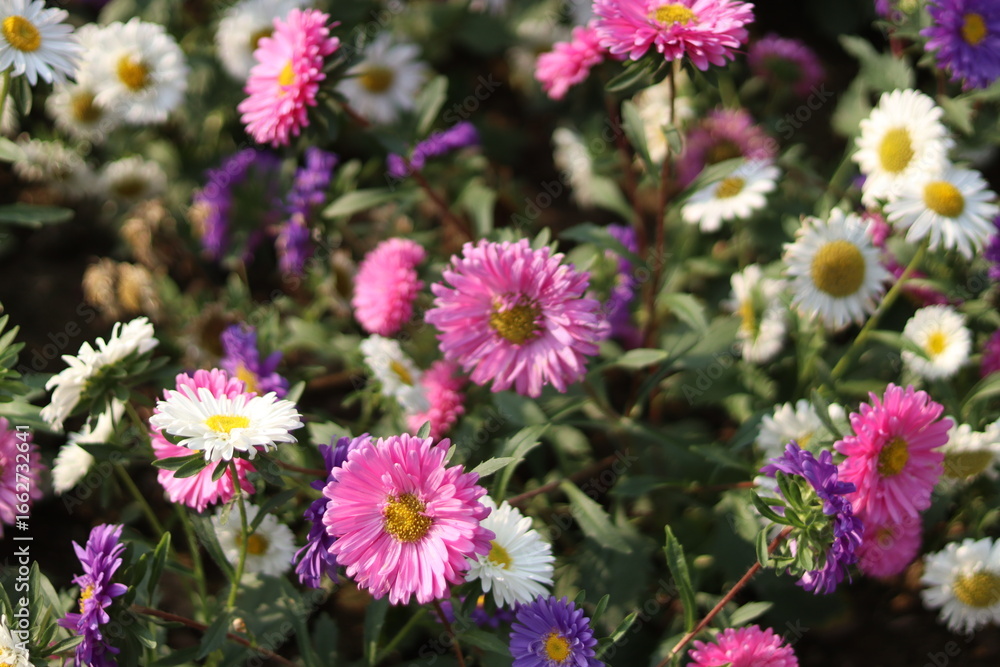 Obraz premium Flower in front of college house