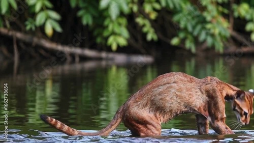 Flat headed Cat at Riverbank in Rainforest Video