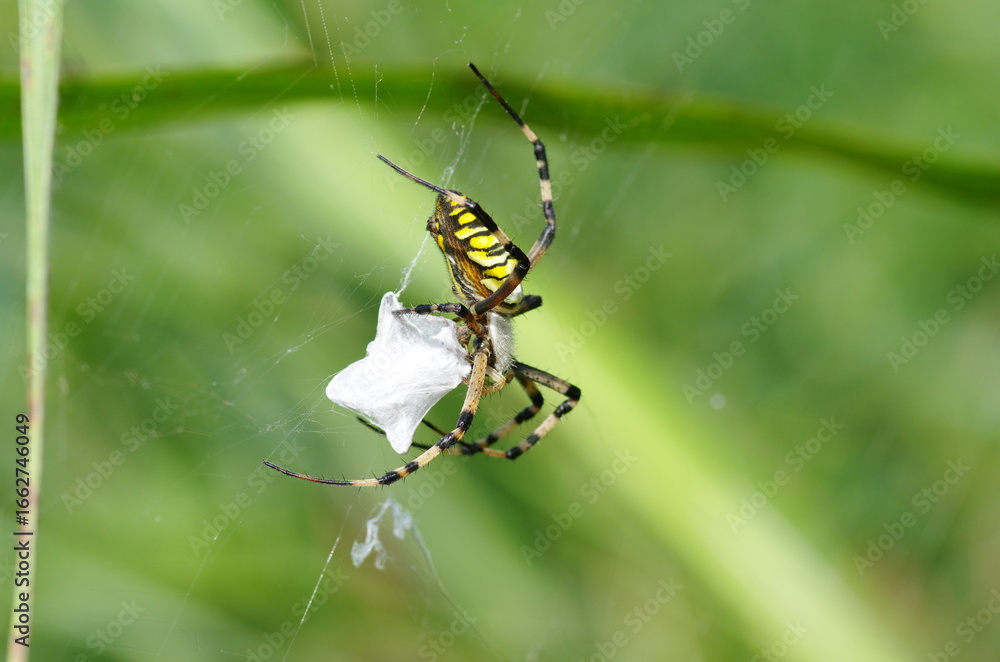Fototapeta premium 獲物を糸で巻くナガコガネグモ