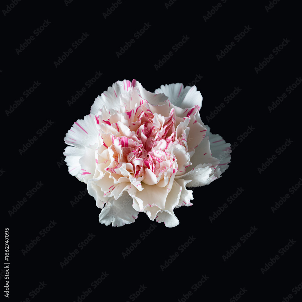 Naklejka premium White Flower with Pink Edges on Black Background