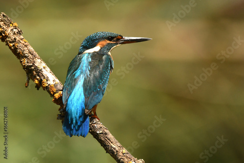 martin pescador en el rio