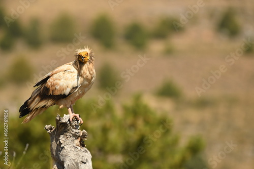 alimoche en tierras sorianas
