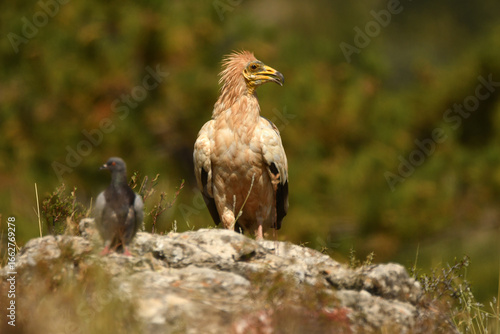alimoche en tierras sorianas