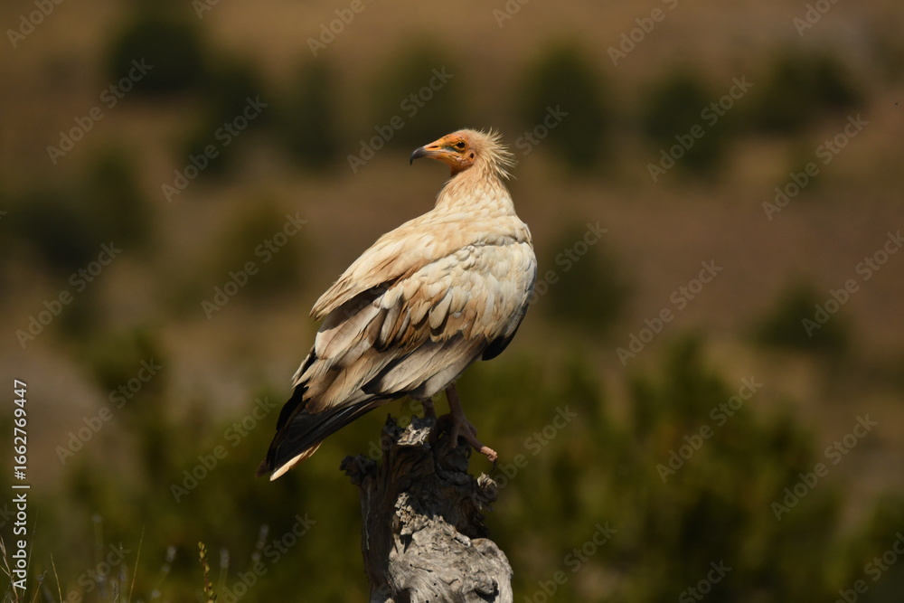 Fototapeta premium alimoche en tierras sorianas