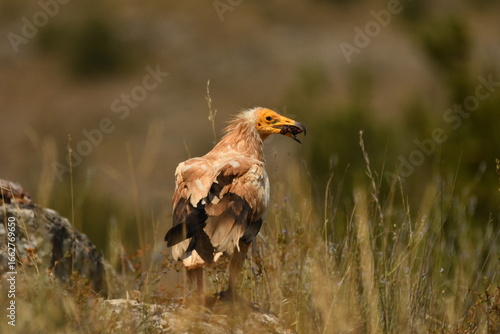 alimoche en tierras sorianas