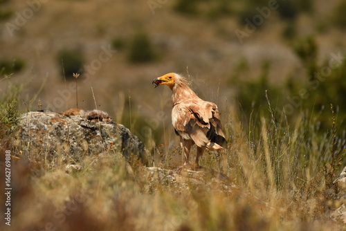 alimoche en tierras sorianas