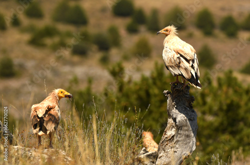 alimoche en tierras sorianas