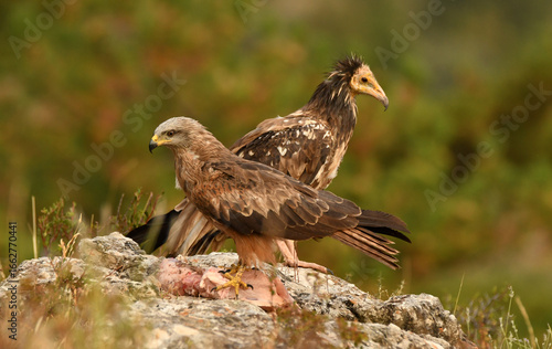 alimoche en tierras sorianas