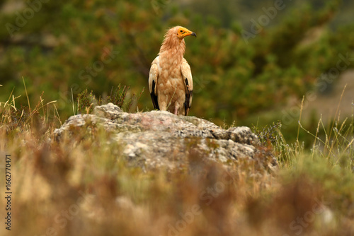 alimoche en tierras sorianas
