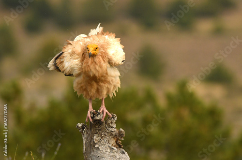 alimoche en tierras sorianas