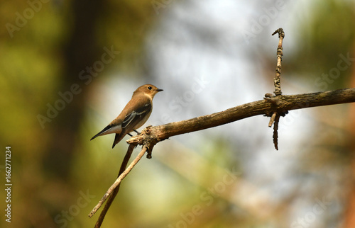 papamoscas en una ramita