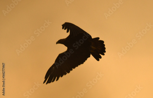 silueta de un aguila imperial