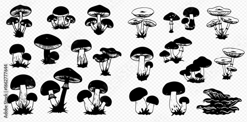 A diverse collection of hand-drawn black and white mushroom illustrations, showcasing various fungi types and clusters.