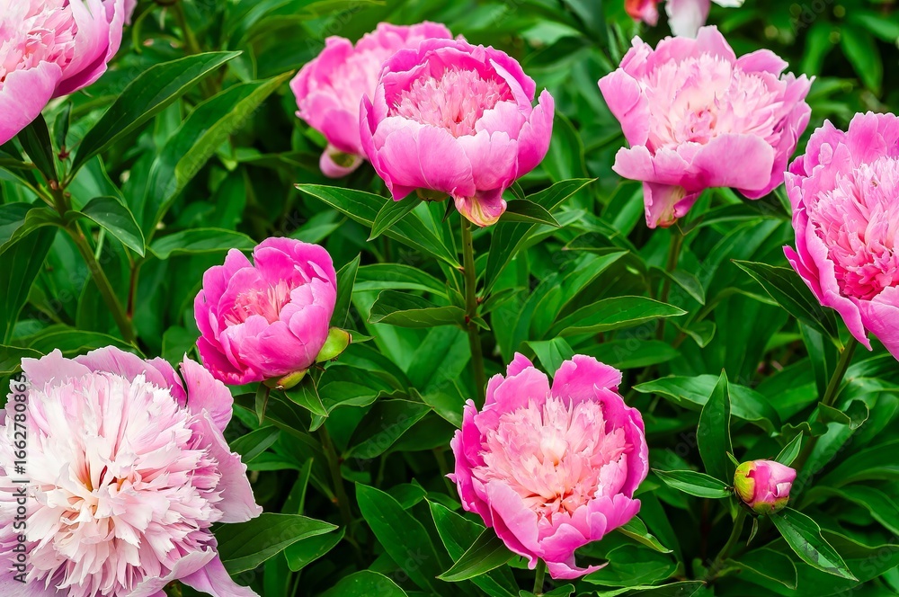 Obraz premium Beautiful pink peonies showcasing delicate petals and vibrant green leaves.