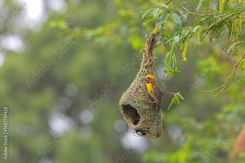 Baya weaver bird building nest on tree branch	
