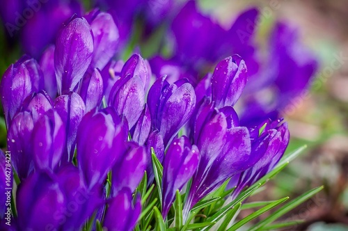 A sea of purple crocus flowers announces the arrival of spring with fresh and vibrant color.