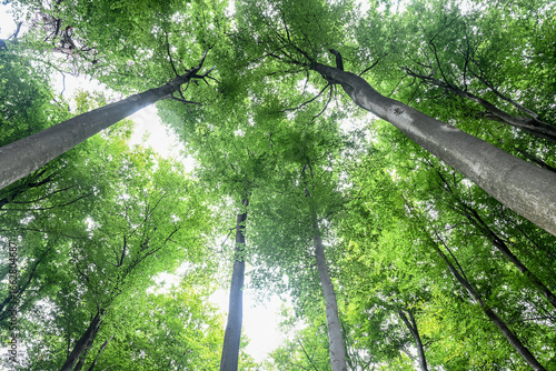 Tablou pe pânză Arbres en foret de Soignes Belgique Bruxelles