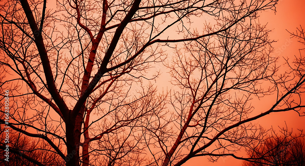 Obraz premium Bare trees silhouetted against a vibrant orange sky in a low angle shot on a winter day outdoors ai generated