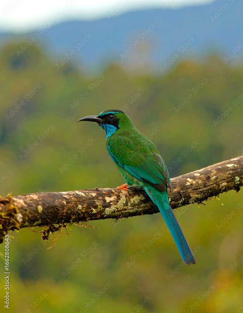 Obraz premium Colorful bird on branch in forest
