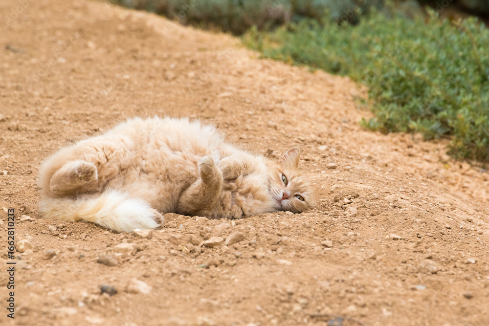 Fototapeta premium A long-haired cat rolling on the ground, Republic of Malta.