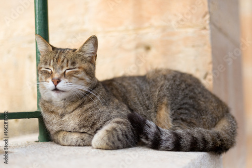 Canvas Print A brown tabby cat sleeping against a green fence, Republic of Malta