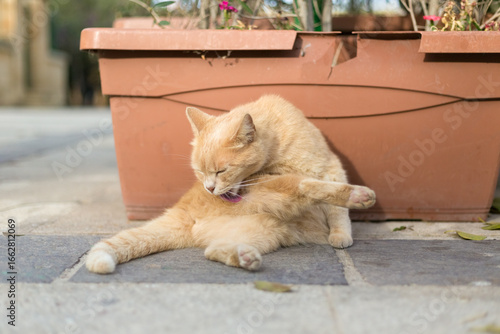 An orange tabby cat grooming itself with its tongue, Republic of Malta