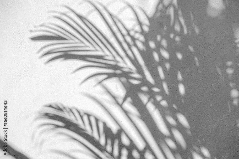 Obraz premium Natural arecaceae leaf shadows on white wall blurred background nature fresh wallpaper concept, for background design for text.