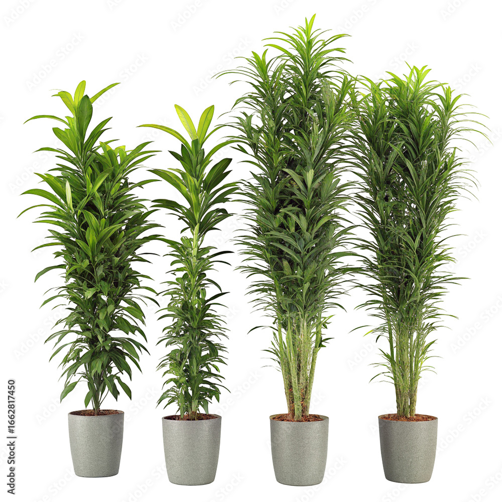 Fototapeta premium Four tall indoor potted green plants for modern home or office decoration minimalist style decor