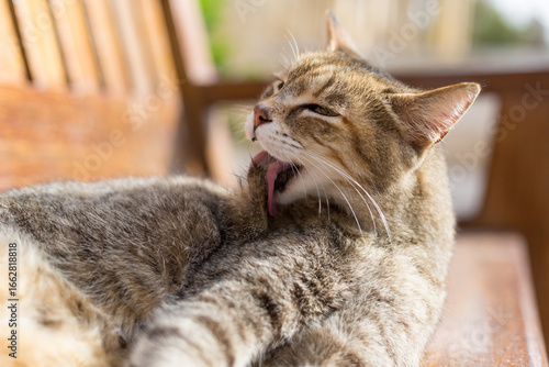Brown tabby cat grooming itself with its tongue, Republic of Malta