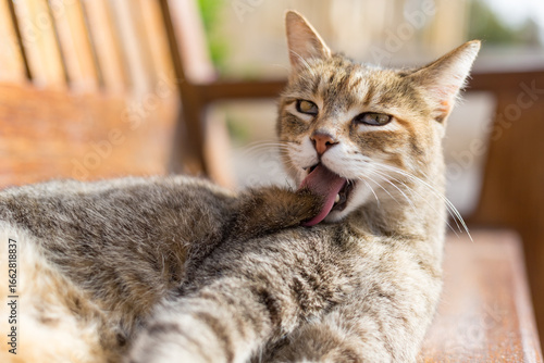 Brown tabby cat grooming itself with its tongue, Republic of Malta