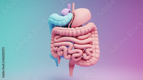 Colorful 3D Digestive System Model, Educational Visual