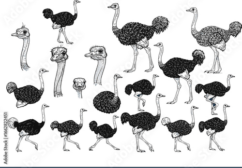 Ostrich Vector Illustration Collection, Digital Art of Large Flightless Birds, African Wildlife Silhouettes and Sketches, Wild Animal Drawings, Ostrich Head and Full Body Doodles.