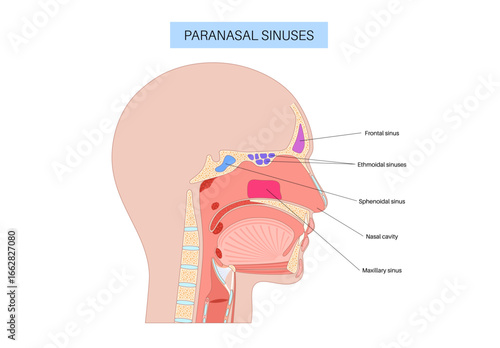 Paranasal sinus poster
