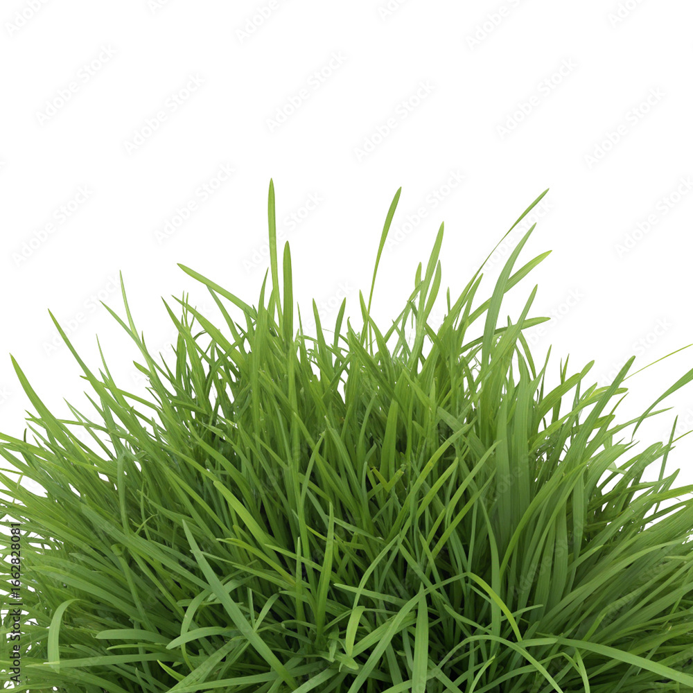 Obraz premium Lush green grass close-up view representing natural lawn care and gardening outdoor freshness