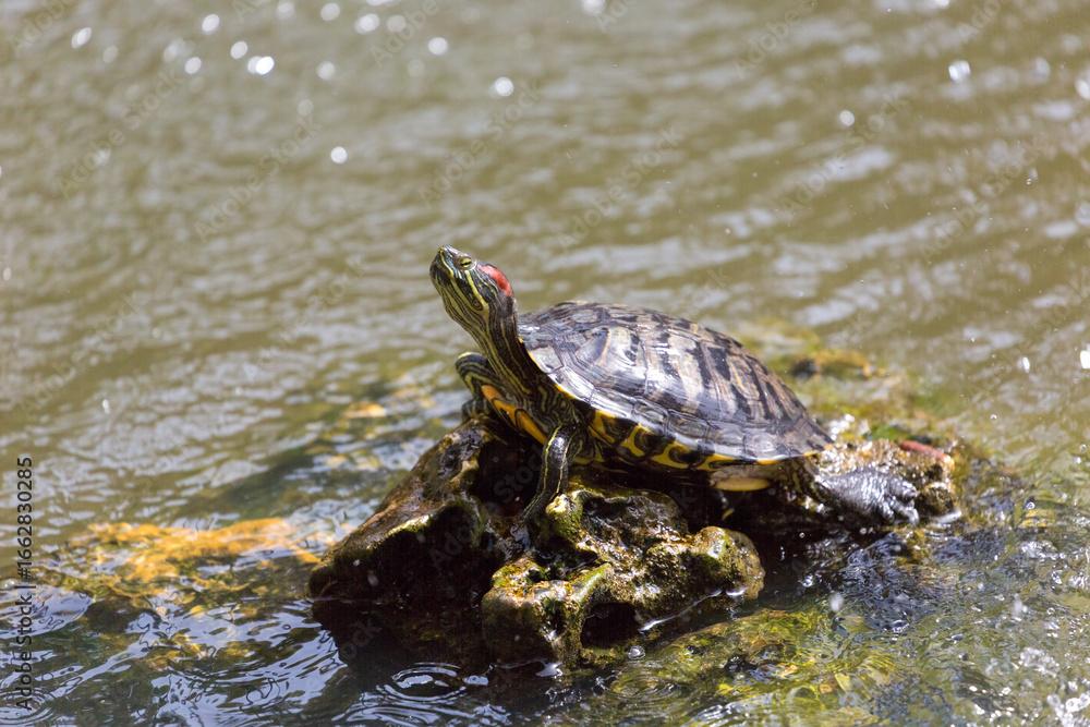 Obraz premium A turtle (Trachemys scripta) stretching its neck on the Mediterranean coast.