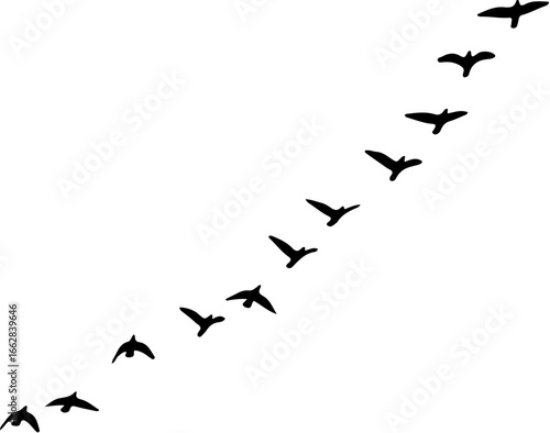 Flying Birds Silhouette Vector Graphic: Migrating Flock Formation