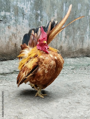 Japanese Bantam chicken, Chabo Bantam chicken