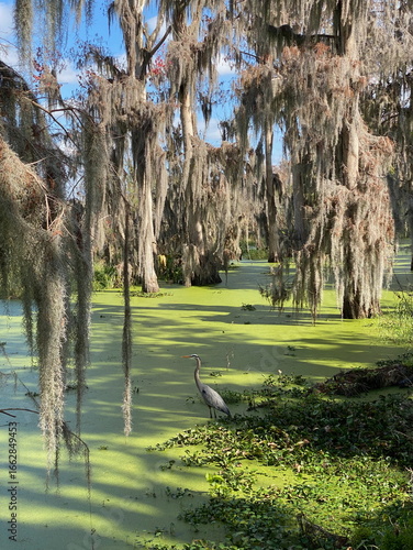 Great Blue Heron standing in swamp water surrounded by cypress trees and Spanish moss at Circle B Bar Reserve in Lakeland, Florida