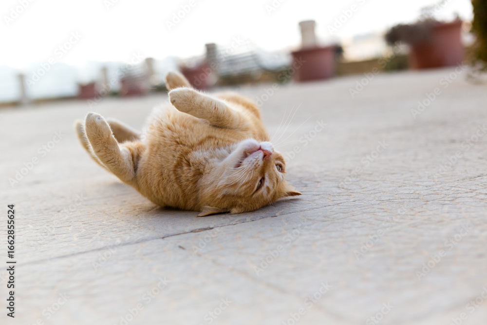 Fototapeta premium An orange tabby cat rolling over on a stone path, Republic of Malta.