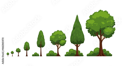 tree growth stages showing the progression from seedling to mature tree with lush green foliage perfect for illustrating natural development or ecological change visually charting plant life cycle