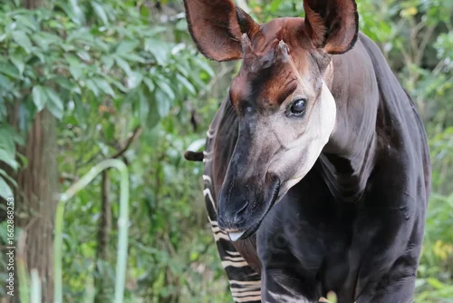 Naklejka na ścianę オカピ