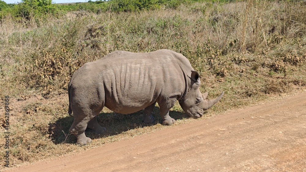 Obraz premium Nairobi National Park, Nairobi, Kenya